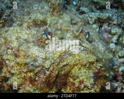 Steinfische (Synanceia verrucosa), Unterwasserfoto, Tauchplatz Blue Hole, Dahab, Golf von Aqaba, Rotes Meer, Sinai, Ägypten Stockfoto