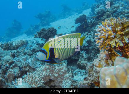 Kaiserfisch (Pomacanthus Imperator), Unterwasserfoto, Tauchplatz Umm Sid, Dahab, Golf von Aqaba, Rotes Meer, Sinai, Ägypten Stockfoto