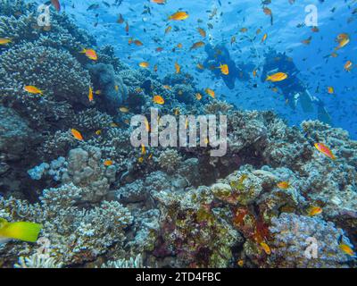 Juwelierfische, Korallen, Unterwasserfoto, Tauchplatz Blue Hole, Dahab, Golf von Aqaba, Rotes Meer, Sinai, Ägypten Stockfoto