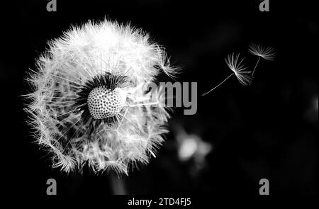 Nahaufnahme eines Löwenzahn auf natürlichem schwarzem Hintergrund (mit Blitz aufgenommen). Helle, zarte Naturdetails. Fliegende Löwenzahnsamen isoliert über Schwarz. Stockfoto