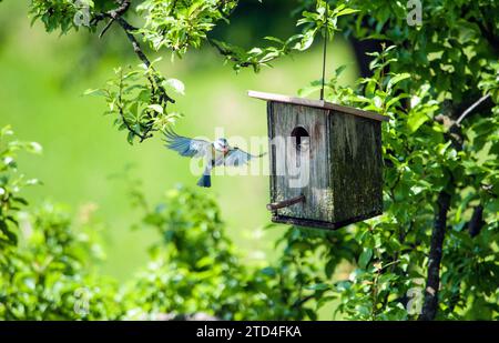 Eltern bringen Nahrung im Flug zu ihren neugeborenen Babys. Vogelnest in einem künstlichen Haus. Hungriger kleiner Vogel. Stockfoto