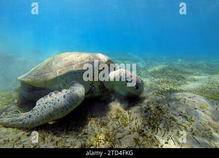 Meeresschildkröte isst unter Wasser auf dem Meeresboden des Ozeans. Meeresschildkröten-Unterwasserszene und Nahaufnahme. Grüne riesige Meeresschildkröte in der Nähe von Marsa Alam, Ägypten. Stockfoto