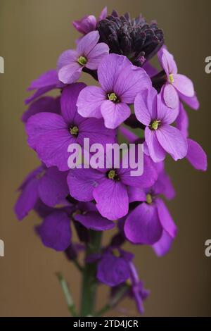 Farbenfrohe vertikale Aufnahme der violetten Blumenversion der englischen Mauerblume Erysimum cheiri bowles Stockfoto