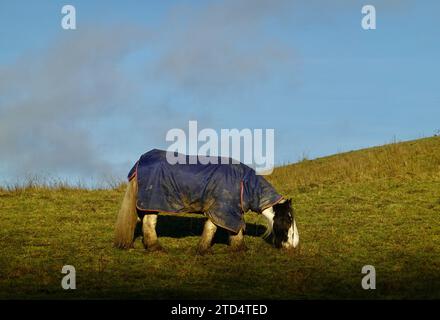 Ein Pferd mit einer Decke weidet auf einem Feld in New Mills, Derbyshire Stockfoto