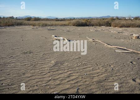 Guadalhorce Naturschutzgebiet, Guadalhorce Mündung Naturschutzgebiet in der Nähe von Malaga, Andalusien, Spanien. Stockfoto