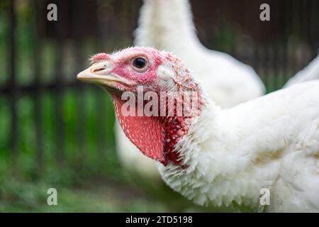 Weißer hausputen (Meleagris gallopavo domesticus) Kopfdetail Stockfoto