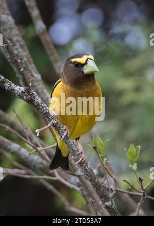 Nahaufnahme der Vorderansicht des männlichen abendlichen Grosschnabelvogels, der auf Baumzweig thront Stockfoto