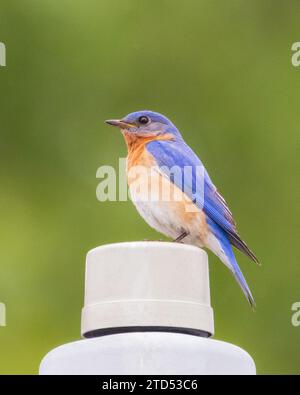 Seitenansicht des männlichen Eastern Bluebird, der auf einem Straßenlaternenpfosten sitzt Stockfoto