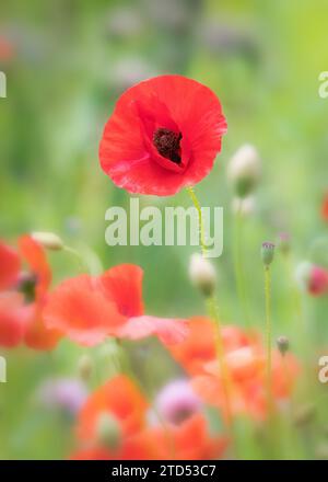 Isolierte scharfe rote Mohnblume umgeben von verschwommenen Blumen auf dem Feld Stockfoto