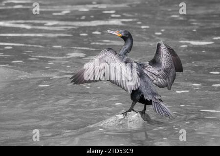 Doppelwandiger Kormoran auf einem Felsen in einem Fluss mit ausgestreuten Flügeln zum Trocknen Stockfoto