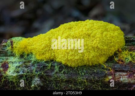 Nahaufnahme von gelbem Schleimschimmel mit Aderennetzwerk auf totem Baumstamm Stockfoto