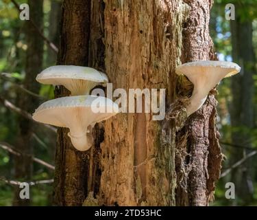 Drei verborgene Austernpilze wachsen auf einem alten Baum im Wald Stockfoto