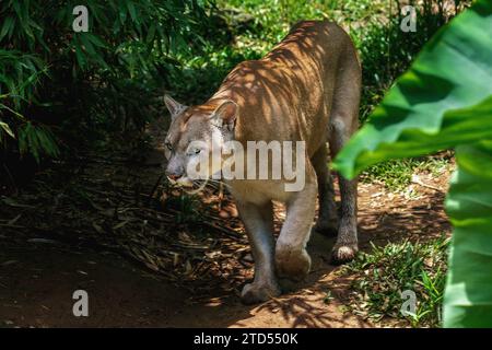 Cougar (Puma concolor), auch bekannt als Mountain Lion Stockfoto