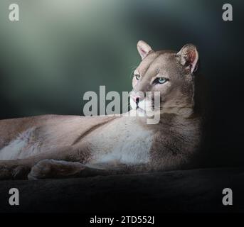 Cougar Laying Down (Puma concolor), auch bekannt als Mountain Lion Stockfoto