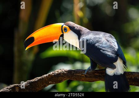 Toco Toucan Bird (Ramphastos toco) Stockfoto