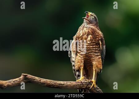 Road Side Hawk Screaming (Rupornis magnirostris) - Bird of Prey Stockfoto