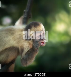 Schwarz gestreifter Kapuzineraffe (Sapajus libidinosus) Stockfoto