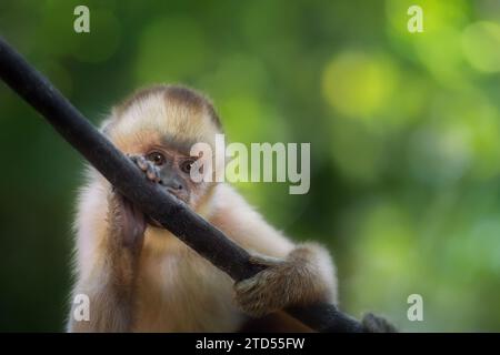 Schwarz gestreifter Kapuzineraffe (Sapajus libidinosus) Stockfoto