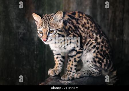 Oncilla (Leopardus tigrinus) - Mittel- und südamerikanische gefleckte Wildkatze Stockfoto