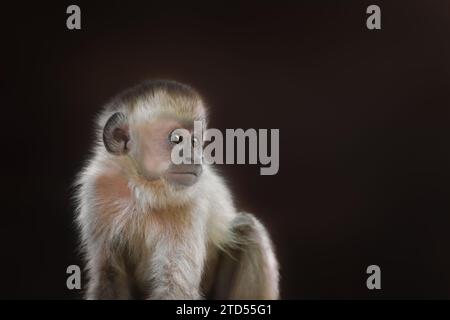 Schwarz gestreifter Kapuzineraffe (Sapajus libidinosus) Stockfoto