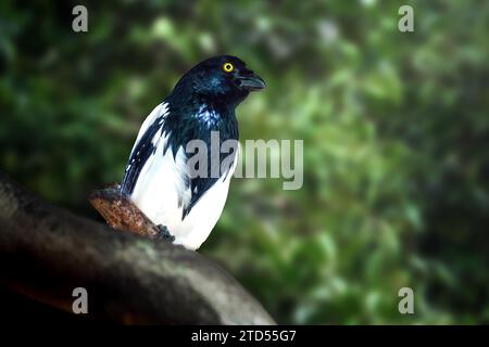 Magpie-Tanager-Vogel (Cissopis leverianus) Stockfoto