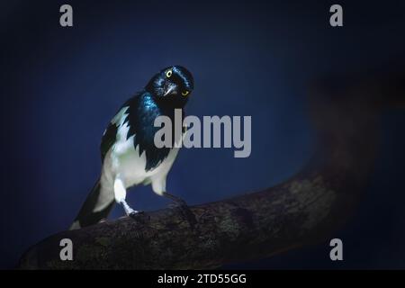 Magpie-Tanager-Vogel (Cissopis leverianus) auf blauem Hintergrund Stockfoto