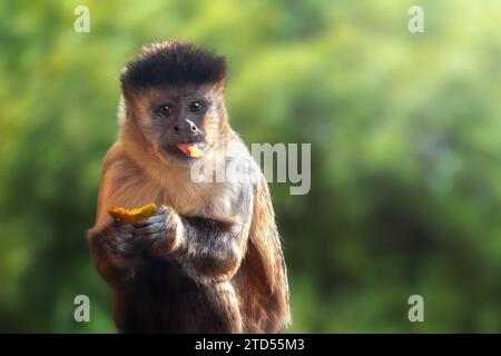 Schwarz gestreifter Kapuzineraffe, der Früchte isst (Sapajus libidinosus) Stockfoto