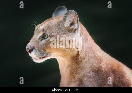 Cougar Side Porträt (Puma concolor), auch bekannt als Mountain Lion Stockfoto