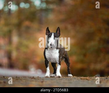 Miniatur-Bullterrier im Herbst posiert für ein natürliches Porträt im Freien Stockfoto