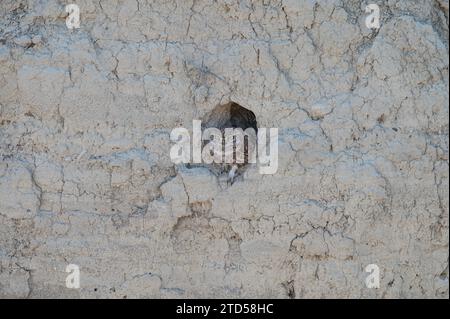 Kleine Eule (Athene noctua) am Nesteingang. Stockfoto