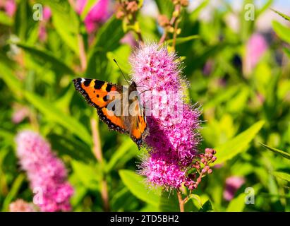 Schmetterling Urticaria sitzt auf einem großen Blütenstand aus Weidentee Stockfoto