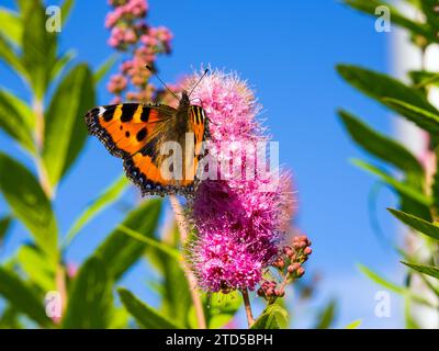 Schmetterlingsurtikaria auf blühendem ivan-Tee Stockfoto