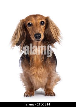 Niedlicher, glatter, langhaariger Dachshund-Hund alias teckel, stehend nach vorne. Blick auf die Kamera. Isoliert auf weißem Hintergrund. Stockfoto