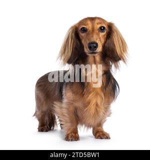 Niedlicher, glatter, langhaariger Dachshund-Hund aka teckel, diagonal stehend. Blick auf die Kamera. Isoliert auf weißem Hintergrund. Stockfoto