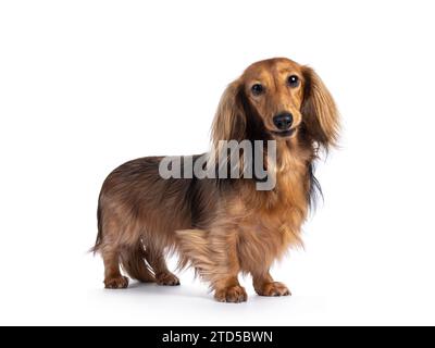 Niedlicher, glatter, langhaariger Dachshund-Hund alias teckel, der seitlich aufsteht. Blick auf die Kamera. Isoliert auf weißem Hintergrund. Stockfoto