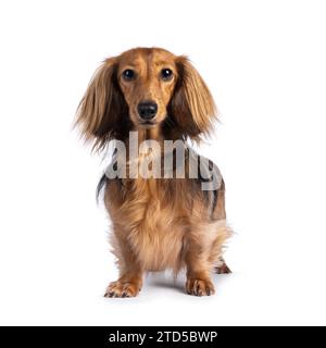 Niedlicher, glatter, langhaariger Dachshund-Hund alias teckel, stehend nach vorne. Blick auf die Kamera. Isoliert auf weißem Hintergrund. Stockfoto