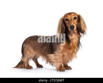 Niedlicher, glatter, langhaariger Dachshund-Hund alias teckel, der seitlich aufsteht. Blick auf die Kamera. Isoliert auf weißem Hintergrund. Stockfoto