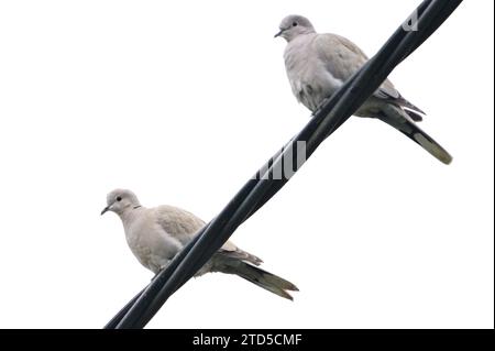 Vogel Streptopelia Decocto aka eurasische Taube mit Kragen sitzt auf elektrischen Draht in Wohngebieten. Tschechische republik Natur. Stockfoto