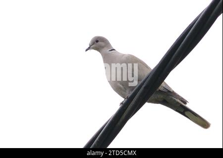 Vogel Streptopelia Decocto aka eurasische Taube mit Kragen sitzt auf elektrischen Draht in Wohngebieten. Tschechische republik Natur. Stockfoto