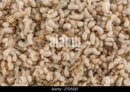 Nahaufnahme von Ameisenpuppen und Larven – nicht sicher, welche Art, aber diese sind über 1 cm lang. In Thailand verkauft als Kai Mod Dang gegessen als Snack Food. Stockfoto