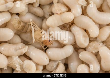 Nahaufnahme von Ameisenlarven - weiß nicht, welche Art, aber diese sind etwa 1 cm lang und werden in Thailand als Kai Mod Dang verkauft, der als Snack verwendet wird. Stockfoto