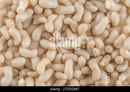 Nahaufnahme von Ameisenlarven - weiß nicht, welche Art, aber diese sind etwa 1 cm lang, und in Thailand als Kai Mod Dang verkauft und als Snack-Essen verwendet. Stockfoto
