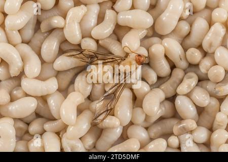 Nahaufnahme von Ameisenlarven. Ich bin mir nicht sicher, welche Art, aber sie sind etwa 1 cm lang. In Thailand wurde er als Kai Mod Dang verkauft und als Snack-Food verwendet. Geflügelter Erwachsener Stockfoto