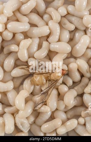 Nahaufnahme von Ameisenlarven. Ich bin mir nicht sicher, welche Art, aber sie sind etwa 1 cm lang. In Thailand wurde er als Kai Mod Dang verkauft und als Snack-Food verwendet. Geflügelter Erwachsener Stockfoto