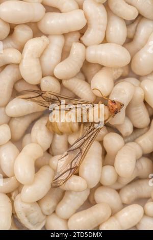 Nahaufnahme von Ameisenlarven. Ich bin mir nicht sicher, welche Art, aber sie sind etwa 1 cm lang. In Thailand wurde er als Kai Mod Dang verkauft und als Snack-Food verwendet. Geflügelter Erwachsener Stockfoto