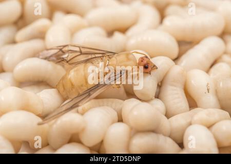 Nahaufnahme von Ameisenlarven. Ich bin mir nicht sicher, welche Art, aber sie sind etwa 1 cm lang. In Thailand wurde er als Kai Mod Dang verkauft und als Snack-Food verwendet. Geflügelter Erwachsener Stockfoto