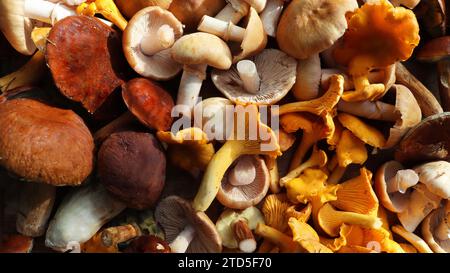 Frische Mischung von Waldpilzen auf Schneidebrett über alten Holztisch. Stockfoto