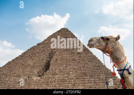 Die Pyramiden in Ägypten bei Kairo mit Kamelen davor Stockfoto