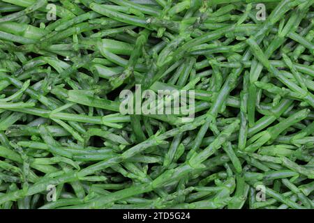 Gewöhnliches Glaskraut zur Verwendung im Hintergrund Stockfoto