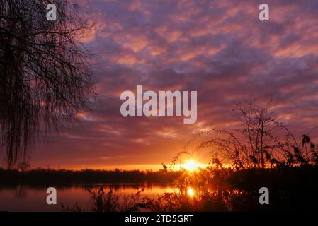 Silhouette von Trauerweide und Vegetation vor dem Wasser. Wunderschöner Sonnenuntergang oder Sonnenaufgang mit Sonnenlicht am Horizont. Dramatischer Himmel. Stockfoto